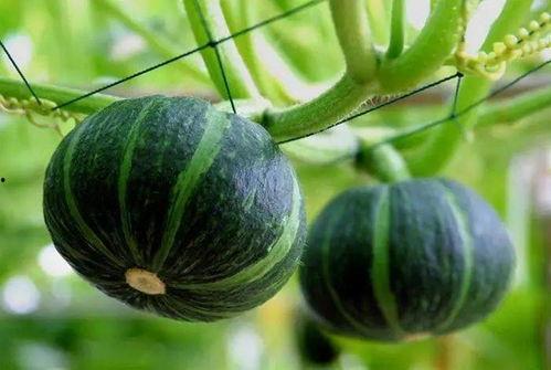 河大欧亚吃瓜,吃瓜群众揭秘校园热点事件