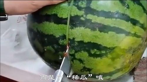 买瓜吃瓜搞笑视频