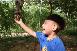 小牧吃瓜后续,幕后真相与惊人反转