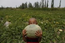 吃瓜没吃明白图片大全,那些让人哭笑不得的吃瓜瞬间