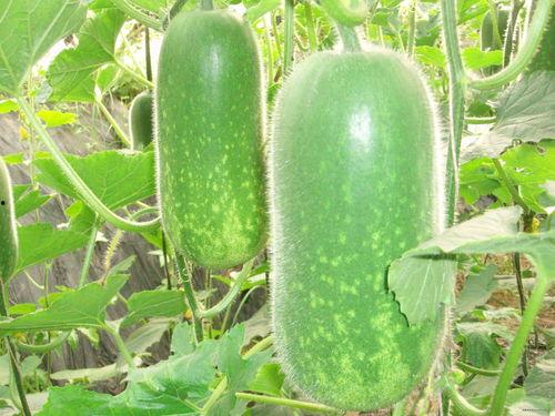 七年吃瓜解说,揭秘娱乐圈那些不为人知的幕后故事