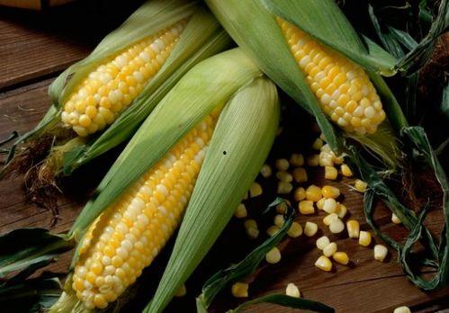 玉米哥吃抖瓜,趣味横生美食盛宴