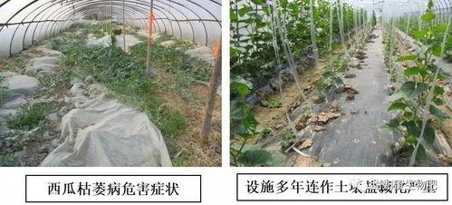 日韩吃嫁接瓜吗,嫁接瓜的独特风味与食用文化