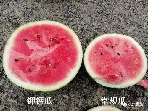 日韩吃嫁接瓜吗,嫁接瓜的独特风味与食用文化