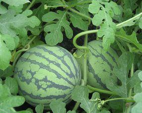 孕妇可以吃拉瓜,孕妇可以放心享用的拉瓜美味解析