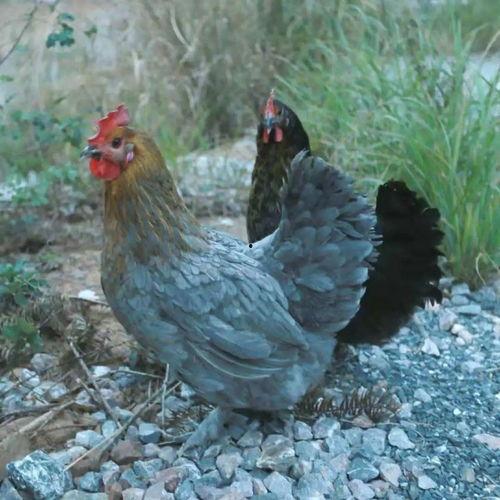 团播娱乐吃瓜,揭秘娱乐圈吃瓜背后的真相