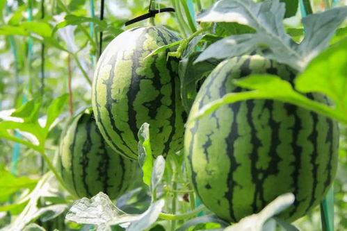 吃瓜吃到真瓜了,从吃瓜到吃到真瓜的惊心动魄之旅