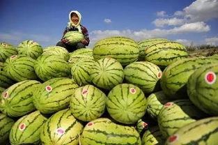 吃瓜吃到真瓜了,从吃瓜到吃到真瓜的惊心动魄之旅