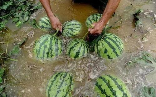 吃瓜大户河南,吃瓜群众眼中的风云变幻