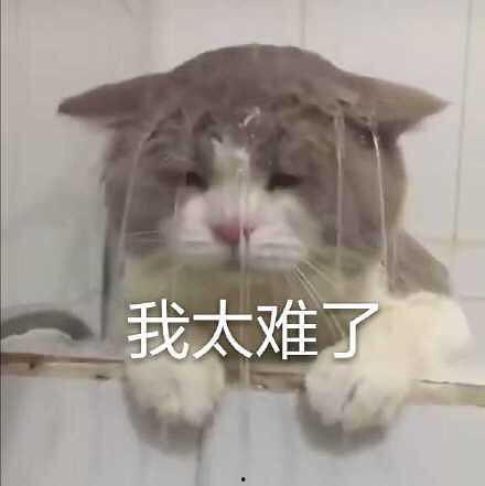 吃瓜群众猫场
