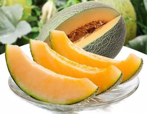 瓜州吃瓜简介,探寻瓜果飘香的历史与文化之旅