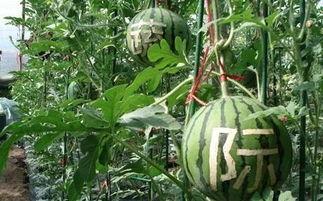 微雨在线吃瓜,揭秘娱乐圈幕后故事