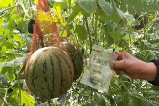 微雨在线吃瓜,揭秘娱乐圈幕后故事