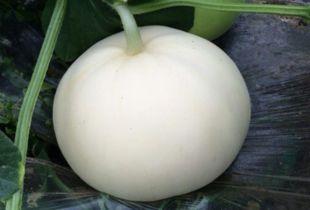 吃农村梨瓜,品味农村梨瓜的独特魅力