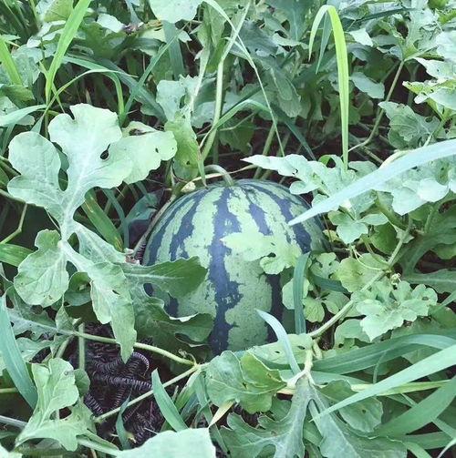 吃农村梨瓜,品味农村梨瓜的独特魅力