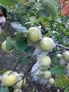 吃农村梨瓜,品味农村梨瓜的独特魅力