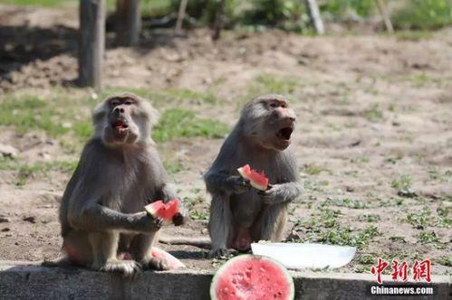 动物吃瓜趣事,动物们的“吃瓜”日常