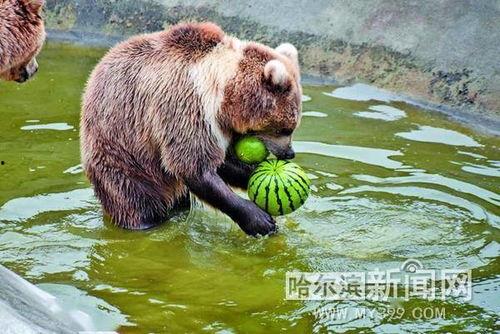 动物吃瓜趣事,动物们的“吃瓜”日常