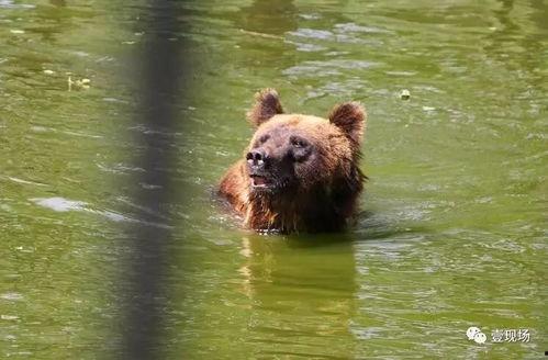 动物吃瓜趣事,动物们的“吃瓜”日常