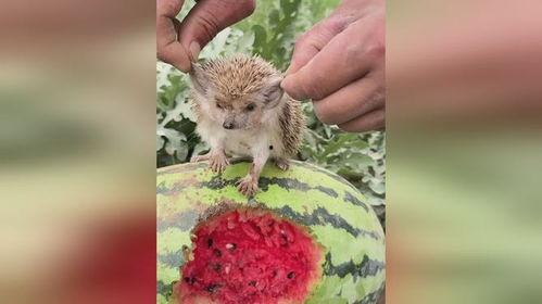 吃瓜小刺猬,揭秘娱乐圈那些不为人知的幕后故事