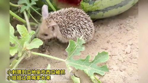 吃瓜小刺猬,揭秘娱乐圈那些不为人知的幕后故事