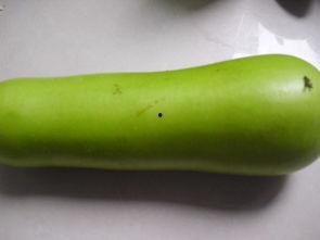 孕期可以吃葫芦瓜,葫芦瓜的神奇功效与食用指南