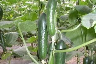 春天吃瓜首选,春季瓜果盛宴