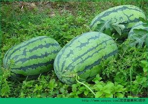 春天吃瓜首选,春季瓜果盛宴