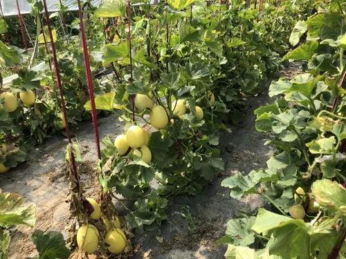 界首吃瓜打架,吃瓜群众变身“打架达人”