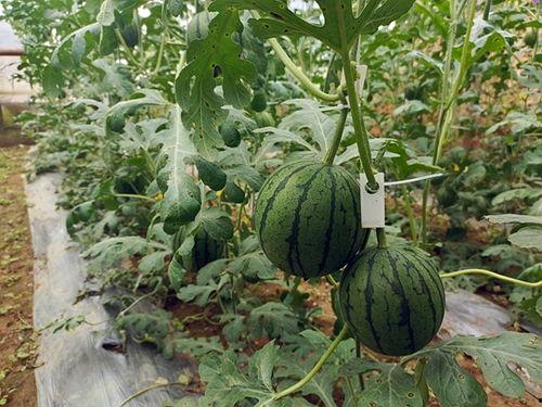 吃瓜小探下集,揭秘娱乐圈背后的惊人真相