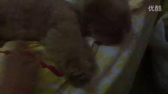 小海棠鱼吃瓜视频,趣味横生的水下喜剧