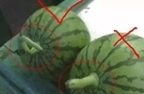 吃瓜论法,吃瓜群众视角下的娱乐圈风云录