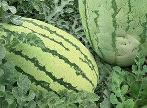 青皮大圆瓜怎么吃