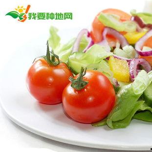 51吃瓜git,揭秘热门瓜子的起源与传播