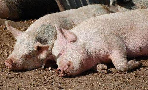 月子猪瓜怎么吃,月子猪瓜的多样食用指南