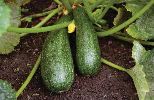 抓瓜怎么吃,轻松掌握瓜果美味新吃法